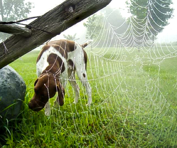 Can Spiders Harm My Dog? - Can Grassy Lunch Moments Harm My Dog